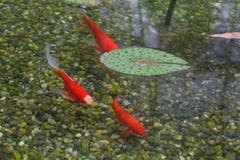Ein kleines bisschen "Monet" im Botanischen Garten, aber wirklich nur ein kleines bisschen. (Bild: Franz Häusler)