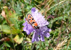 Das Bergkronenwicken-Widderchen (Zygaena fausta). Bild: Florian Altermatt