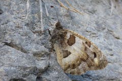 Die Berghexe (Chazara briseis). (Bild: Florian Altermatt)