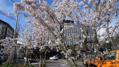 Erster Frühling im neuen Bahnhofpärkli St. Gallen. (Bild: Hugo Strub)