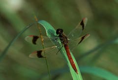 Die gebänderte Heidelibelle (Sympetrum pedemontanum). Bild: Albert Krebs