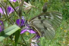 Der schwarze Apollo (Parnassius mnemosyne). Bild: Florian Altermatt