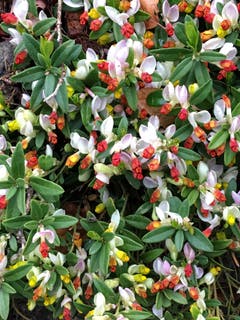 Zwergbuchs (Bild: Toni Sieber)