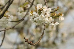 Die Kirschbäume über dem Sempachersee stehen in voller Blüte. (Bild: Irene Wanner, Schenkon, 11. April 2019)