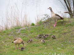 Am Alten Rhein bei Diepoldsau tummeln sich die Nilgänse mit ihren Jungen. (Bild: Ruth Zoller-Beier)