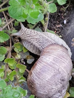 Die Weinbergschnecke sucht das Osternest. (Bild: Reto Schlegel)