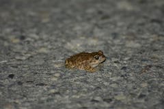Im 2018 lag das Maximum an nachgewiesenen Kreuzkröten bei 88 Exemplaren. (Bild: Esther Wullschleger Schättin)