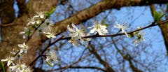 Frühlingsblüten in Münchwilen. (Bild: Stephan Lendi)