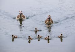 Die Nilganskinder sind in der Schwimmschule am Altenrhein. (Bild: Ruth Zoller-Beier)