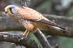 Der Turmfalke nach der Verspeisung einer Maus. (Bild: Fridolin Leuzinger)