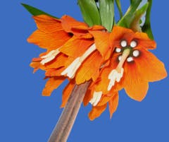 Kaiserkrone von unten. (Bild: Toni Sieber)