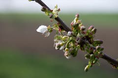 Der Frühling ist in Lommis angekommen. (Bild: Thomas Segenreich)