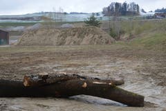 Für die Uferschwalben wurde eine künstliche Sandlinse erstellt, die noch verlängert wird.