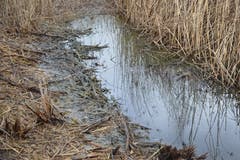 Im Schilfweiher haben die Frösche ihr Reich. Die Weiher hatten auch im vergangenen Sommer genügend Wasser.