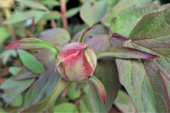 Ein zarte Pfingstrosen-Knospe im Garten. (Bild: Josef Habermacher, Rickenbach, 13. April 2019)