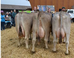 Betriebscup «Meieli. Hanna, Holly (v. l.) von Ueli Maute, Dietschwil. (Bild: Peter Jenni)