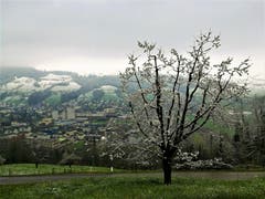 Blühender Baum weiss angezuckert. (Bild: Urs Gutfleisch, Malters, 14. April 2019)