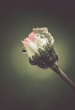 Heute Morgen tragen die Gänseblümchen eine Mütze aus Eis und Schnee. (Bild: Petra Jung (Hämikon (14. April 2019))