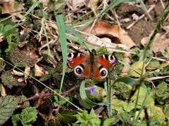 Dieser Schmetterling mit der Bezeichnung «Tagpfauenauge» passt farblich perfekt in diese Umgebung. (Bild: Margrith Röthlin-Imhof (Luzern, 8. April 2019))
