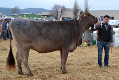 Rinderchampion «Erica» von Reto Holenstein, Gähwil. (Bild: Peter Jenni)