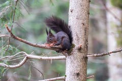 Hungriges Eichhörnchen in Herisau. (Bild: Luciano Pau)