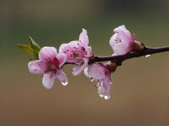 Pfirsichblüten im Regen von St. Gallen. (Bild: Ruth Kessler)
