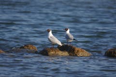 Ein schönes Paar am Bodensee. (Bild: Toni Sieber)