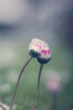 Heute Morgen tragen die Gänseblümchen eine Mütze aus Eis und Schnee. (Bild: Petra Jung (Hämikon (14. April 2019))