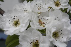 Birnbaum-Blütenzauber im Thurgau. (Bild: Max Thalmann)