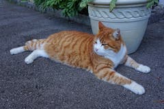 Relaxen an der Sonne in Montlingen. (Bild: Toni Sieber)