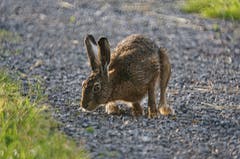 Das muss der Osterhase sein, der hier bei Altstätten vorbei hoppelt! (Bild: Toni Sieber)