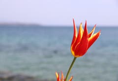 Tulpenschau in Morges am Genfersee mit farbenprächtigen Blumen. (Bild: Xaver Husmann, 12. April 2019)