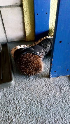 Ein sportlicher Igel! (Bild: Andree Rist)