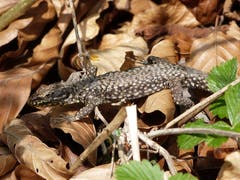 Die Eidechse hat auch schon bemerkt, das es wieder wärmer geworden ist und kommt aus ihrem Versteck hervor. (Bild: Josef Lustenberger, Wolhusen, 15. April 2019)