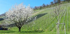In Thal: Weisse Pracht am grünen Hang. (Bild: Klaus Businger)