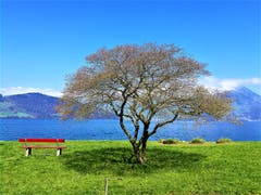 Leser Urs Gutfleisch hat uns diese frühlingshafte Kulisse vom 15. April 2019 am Buochsersee geschickt.