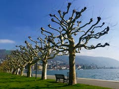 Frühling am Zugersee – festgehalten von Leser Peter Bumbacher am 15. April 2019.