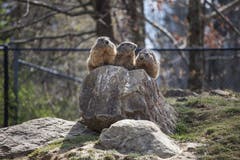 Freuen sich über die warmen Temperaturen: Die Murmeltiere sind in diesem Jahr so früh aus dem Winterschlaf erwacht, wie noch nie. (Bilder: Adriana Ortiz Cardozo)