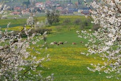 Es blüht allenthalben und auch das Vieh geniesst das Frischfutter sichtlich. (Bild: Franz Häusler)