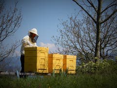Nicht nur die Bienen sind fleissig, auch diese Imkerin hat momentan «Hochsaison» ! Aufgenommen auf dem Wanderweg zwischen Buonas und Cham. (Bild: Margrith Imhof-Röthlin, 18. April 2019)