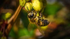 Frühlingserwachen in Sursee. «Ich wünsche der ganzen Redaktion schöne Ostern», schreibt unser Leser hinzu. Wir sagen: «Dankeschön. Das wünschen wir unseren Leserinnen und Lesern ebenso!» (Bild: Markus Suppiger, Sursee, 15. April 2019)