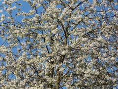 Frühling in blütenweisser und himmelblauer Pracht. (Bild: Josef lustenberger, Wolhusen, 18. April 2019)
