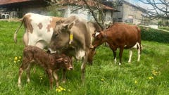 Erst fünf Minuten alt und schon auf den Beinen. (Bild: Peter Bumbacher, Steinhausen, 18. April 2019)