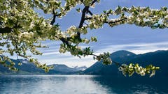 Frühling am Ägerisee. (Bild: Peter Bumbacher, 18. April 2019)
