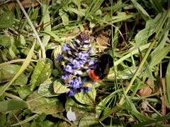 Diese Wiesenhummel ist unermüdlich mit dem Bestäuben der Blüten beschäftigt. Bild: Margrith Imhof-Röthlin (Küssnacht, 18. April 2019)