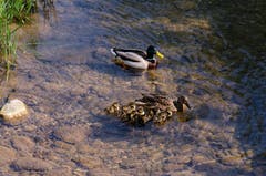 Just zu den Ostertagen präsentiert das Entepaar stolz ihr elf Kücken. (Bild: Josef Roman Hirsiger, Horw, 19. April 2019)