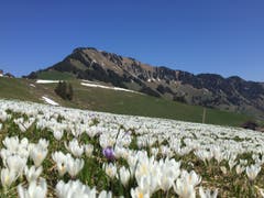 Frühling am Stanserhorn: Die Krokusse spriessen wie Bild am Ächerli. (Bild: Beat von Holzen, 19. April 2019)