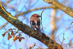 Ein Eichelhäher mit einem Zweig für den Nestbau. (Bild: Marianne Schmid, Saint-Louis, 1. April 2019)