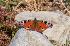 Ein Tagpfauenauge in Gonten Bad. (Bild: Luciano Pau)
