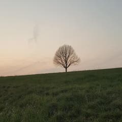 Ein Baum im Abendlicht in Wigoltingen. (Bild: Alexandra Bischof)